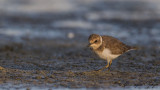 Little Ringed Plover - Charadrius dubius - Halkalı küçük cılıbıt