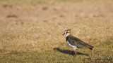 Northern Lapwing - Vanellus vanellus - Kızkuşu