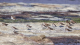 Little Stint - Calidris minuta - Küçük kumkuşu