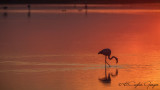 Greater Flamingo - Phoenicopterus roseus - Flamingo