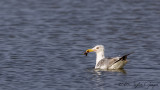 Yellow-legged Gull - Larus michahellis - Gümüş martı