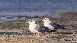 Yellow-legged Gull - Larus michahellis - Gümüş martı