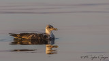 Yellow-legged Gull - Larus michahellis - Gümüş martı