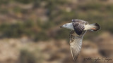 Yellow-legged Gull - Larus michahellis - Gümüş martı