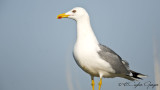 Yellow-legged Gull - Larus michahellis - Gümüş martı