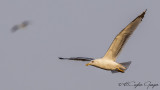 Yellow-legged Gull - Larus michahellis - Gümüş martı