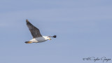 Yellow-legged Gull - Larus michahellis - G&#252;m&#252;&#351; mart&#305;