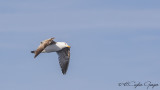 Yellow-legged Gull - Larus michahellis - Gümüş martı