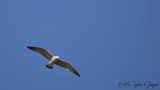 Yellow-legged Gull - Larus michahellis - Gümüş martı