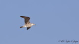 Yellow-legged Gull - Larus michahellis - Gümüş martı