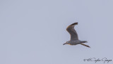 Audouin`s Gull - Ichthyaetus audouinii - Ada martısı