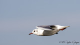 Black-headed Gull - Larus ridibundus - Karabaş martı