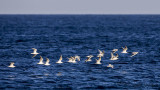 Black-headed Gull - Larus ridibundus - Karabaş martı