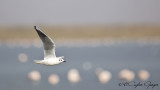 Black-headed Gull - Larus ridibundus - Karabaş martı