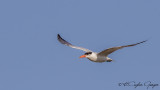 Caspian Tern - Hydroprogne caspia - Hazar sumrusu