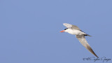 Caspian Tern - Hydroprogne caspia - Hazar sumrusu