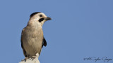 Eurasian Jay - Gallurus glandarrius - Alakarga