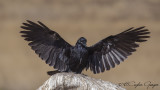 Crows - Ravens
