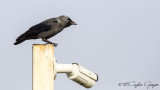 Western Jackdaw - Corvus monedula - Küçük karga