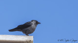 Western Jackdaw - Corvus monedula - Küçük karga