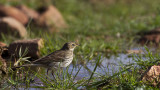 Water Pipit - Anthus spinoletta - Dağ incirkuşu