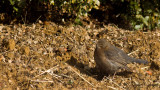 Common Blackbird - Turdus merula - Karatavuk