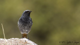 Chats - Flycatchers - Redstarts
