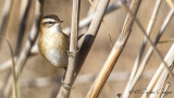 Moustached Warbler - Acrocephalus melanopogon - Bıyıklı kamışçın