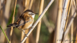 Moustached Warbler - Acrocephalus melanopogon - Bıyıklı kamışçın