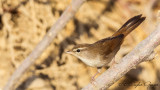 Cettis Warbler - Cettia cetti - Kamışbülbülü