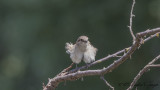 Red-backed Shrike - Lanius collurio - Kızılsırtlı örümcekkuşu