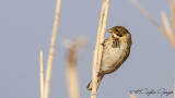 Common Reed Bunting - Emberiza schoeniclus - Bataklık kirazkuşu