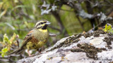 Cirl Bunting - Emberiza cirlus - Bahçe çintesi