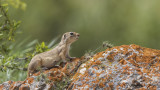 Anatolian Souslik-Ground Squirrel - Spermophilus xanthoprymnus - Gelengi-Anadolu Yersincabı
