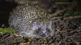 Southern White-breasted Hedgehog - Erinaceus concolor - Kirpi