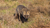 Red Fox - Vulpes vulpes - Kızıl tilki