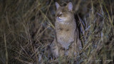 Jungle Cat - Felis chaus - Saz kedisi