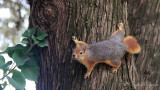 Caucasian Squirrel - Sciurus anomalus - Sincap