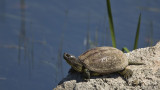 European Pond Turtle - Emys orbicularis - Benekli kaplumbağa