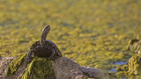 Western Caspian Turtle - Mauremys rivulata - Çizgili Kaplumbağa