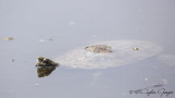 Western Caspian Turtle - Mauremys rivulata - Çizgili Kaplumbağa