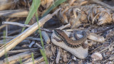 Hatay Lizard, Syrian Lizard - Phoenicolacerta laevis - Hatay Kertenkelesi, Suriye Kertenkelesi