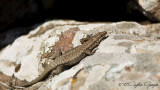 Anatolian Rock Lizard - Anatololacerta anatolica - Anadolu kaya kertenkelesi