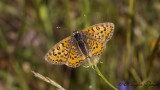 Lesser Spotted Fritillary - Melitaea trivia - Güzel İparhan
