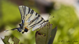 Old World swallowtail - Papilio machaon - Kırlangıçkuyruk