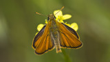 Small skipper - Thymelicus sylvestris - Sarı antenli zıpzıp