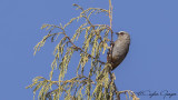 Abyssinian Catbird - Parophasma galinieri - Habeş kedikuşu