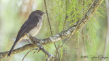 Abyssinian Slaty Flycatcher - Melaenornis chocolatinus