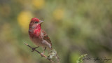 Common Rosefinch - Carpodacus erythrinus - Çütre