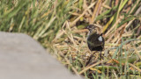 Allens Gallinule - Porphyrio alleni - Küçük sazhorozu